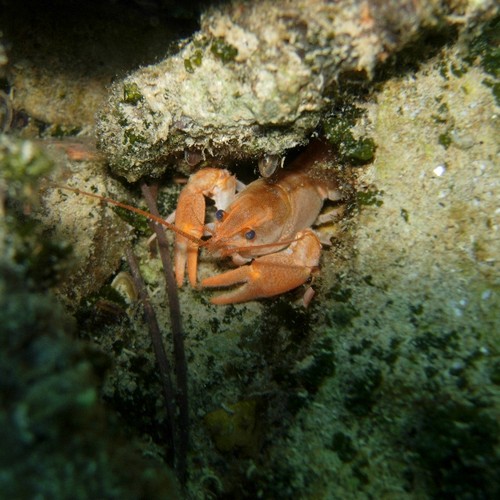 Gruppo Sommozzatori Riva - Fauna - Gambero d' acqua dolce