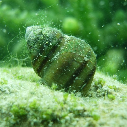 Gruppo Sommozzatori Riva - Fauna - Viviparus fasciatus